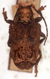  Trachysomus santarensis,  type specimen; © G.L. Tavakilian