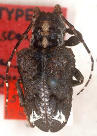  Trachysomus surdus,  male type specimen; © G.L. Tavakilian