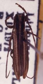  Cacostola acuticauda,  female paratype specimen; © G.L. Tavakilian