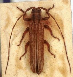  Cacostola brasiliensis,  female type specimen; © G.L. Tavakilian