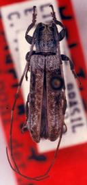  Cacostola cana,  female holotype specimen; © G.L. Tavakilian