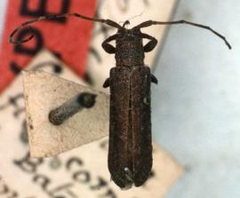  Cacostola flexicornis,  female type specimen; © G.L. Tavakilian