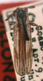  Cacostola leonensis,  female holotype specimen; © G.L. Tavakilian