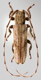  Cacostola lineata , female specimen; © E.H. Nearns