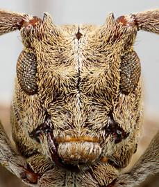  Cacostola lineata , female specimen; © E.H. Nearns