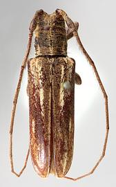  Cacostola rugicollis,  male type specimen; © E.H. Nearns