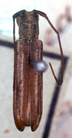  Cacostola vagelineata,  type specimen; © G.L. Tavakilian