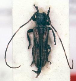  Cacostola strandi,  type specimen; © G.L. Tavakilian