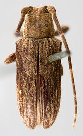  Sternycha paupera,  type specimen; © E.H. Nearns