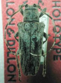  Hesycha variabilis,  female holotype specimen; © S. Lingafelter