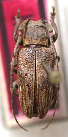  Hesycha bimaculata,  male holotype specimen; © E.H. Nearns