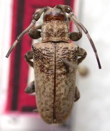  Hesycha clavata,  male holotype specimen; © E.H. Nearns