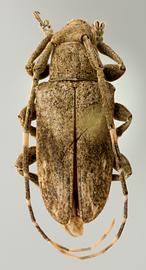  Hesycha biguttata,  male holotype specimen; © E.H. Nearns