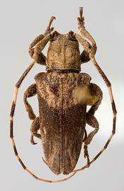  Hesycha bimaculata,  male specimen; © E.H. Nearns