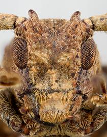  Hesycha bimaculata,  male specimen; © E.H. Nearns