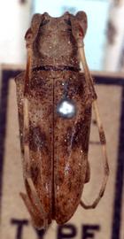  Hesycha consimilis,  male type specimen; © G.L. Tavakilian