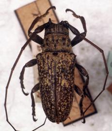  Hesychotypa maculosa,  male syntype specimen; © G.L. Tavakilian
