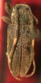  Hesycha microphthalma,  female holotype specimen; © E.H. Nearns