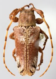  Hesycha tavakiliani,  female holotype specimen; © E.H. Nearns