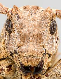  Hesycha tavakiliani,  female holotype specimen; © E.H. Nearns