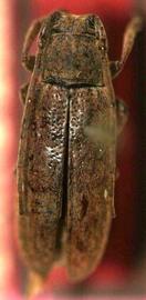  Hesycha simplex,  female holotype specimen; © E.H. Nearns