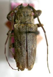 Hesychotypa ableptema,  male holotype specimen; © E.H. Nearns