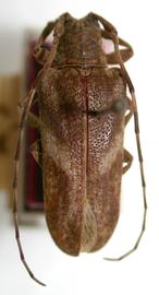  Hesychotypa colombiana,  female holotype specimen; © E.H. Nearns