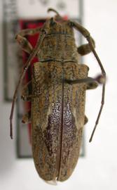  Hesychotypa maraba,  female holotype specimen; © E.H. Nearns