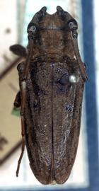  Hesychotypa miniata,  male type specimen; © G.L. Tavakilian