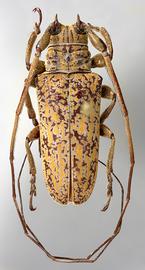  Hesychotypa turbida,  male specimen; © E.H. Nearns