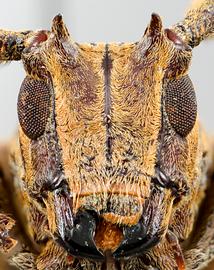  Hesychotypa turbida,  male specimen; © E.H. Nearns