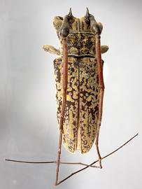  Hesychotypa turbida,  male type specimen; © E.H. Nearns