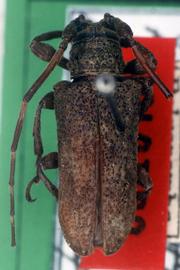 Hesychotypa punctata,  male holotype specimen; © G.L. Tavakilian