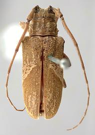  Hesychotypa heraldica,  female lectotype specimen; © E.H. Nearns
