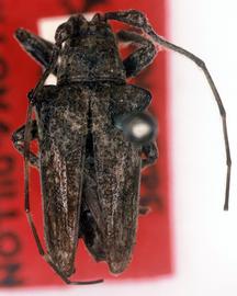  Hypsioma aristonia,  male holotype specimen