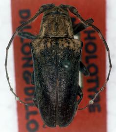  Hypsioma lyca,  female holotype specimen; © G.L. Tavakilian