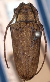  Hypsioma constellata,  type specimen; © G.L. Tavakilian