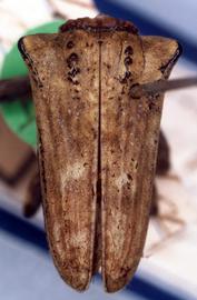  Hypsioma dejeanii,  type specimen; © G.L. Tavakilian