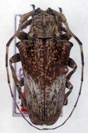  Hypsioma renatoi,  paratype specimen; © G.L. Tavakilian