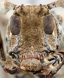  Hypsioma steinbachi,  female specimen; © E.H. Nearns