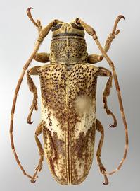  Ischiocentra stockwelli,  female paratype specimen; © E.H. Nearns