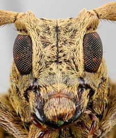  Ischiocentra stockwelli,  female paratype specimen; © E.H. Nearns