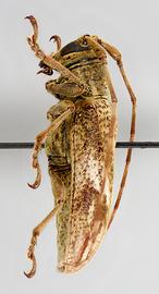  Ischiocentra stockwelli,  female paratype specimen; © E.H. Nearns