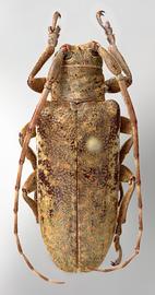  Lochmaeocles salvadorensis,  female type specimen; © E.H. Nearns