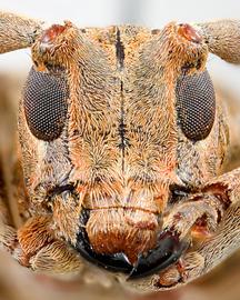  Lochmaeocles salvadorensis,  female type specimen; © E.H. Nearns