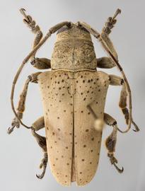  Hypselomus ericksoni  (=  Jamesia ericksoni ), female specimen; © E.H. Nearns