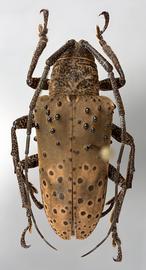  Hypselomus globifer  (=  Jamesia globifera ), female specimen; © E.H. Nearns