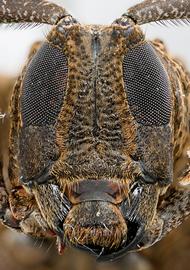  Hypselomus globifer  (=  Jamesia globifera ), female specimen; © E.H. Nearns