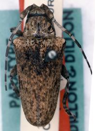  Hypsioma chapadensis,  female paratype specimen; © G.L. Tavakilian