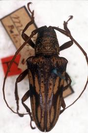  Hypselomus multivittatus  (=  Jamesia multivittata ), syntype specimen; © G.L. Tavakilian